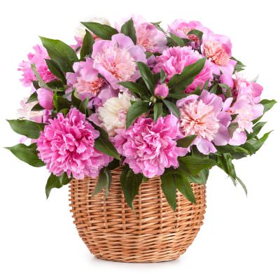 Корзинка пионов «Сладкий сон»